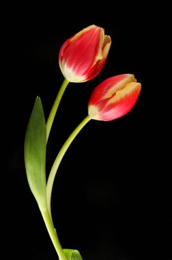 Siyah karşı iki kırmızı ve Sarı Lale