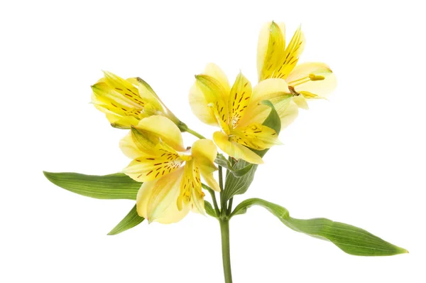 Alstroemeria flowers and foliage — Stock Photo, Image