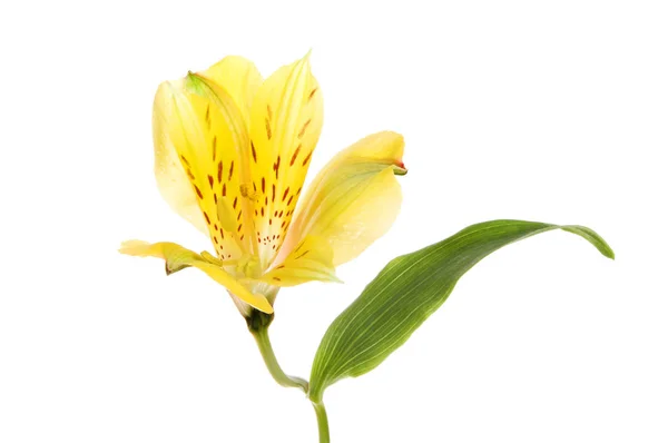 Alstroemeria flower and leaf — Stock Photo, Image