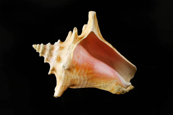 Conch shell against black — Stock Photo, Image