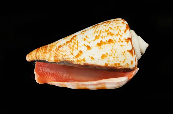 Seashell su nero — Foto Stock