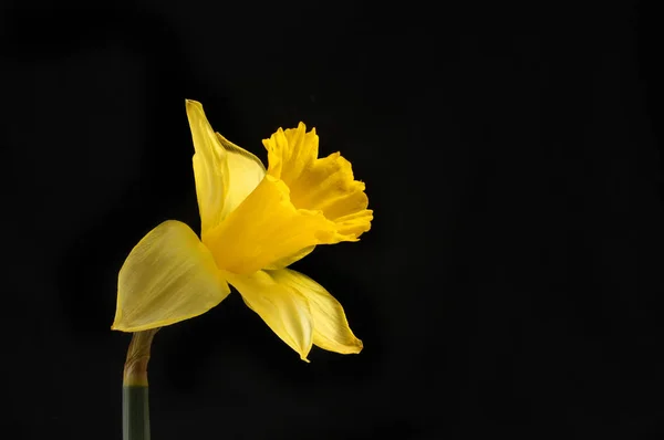 Narcissen bloem tegen zwart — Stockfoto
