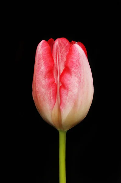 Magenta and white tulip isolated against black