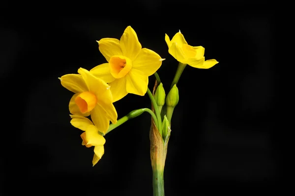 Sol D'Or Narciso fiori contro il nero — Foto Stock