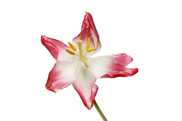 Зів'ялі квітка тюльпана — стокове фото