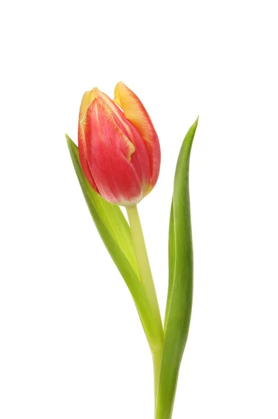 Tulipán rojo y amarillo — Foto de Stock