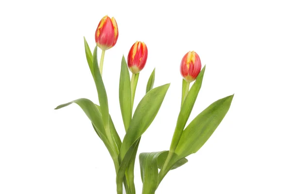Flores de tulipa contra branco — Fotografia de Stock