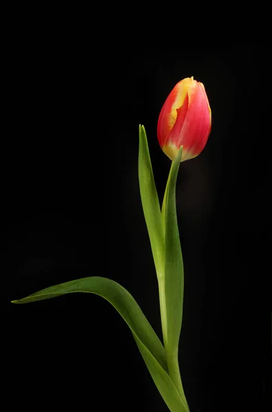 Цветок тюльпана и листва изолированы от черного — стоковое фото