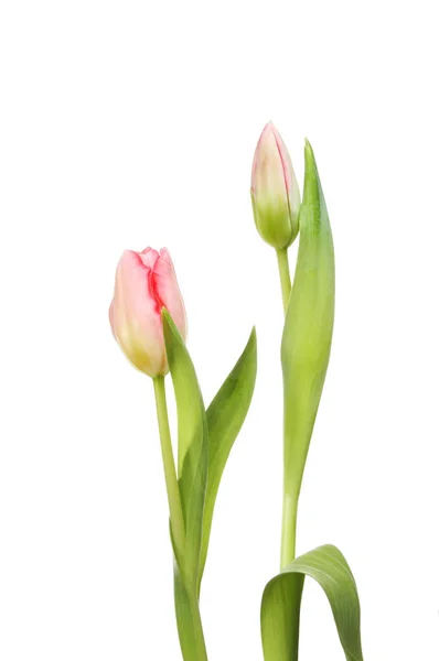 Flor y brote de tulipán — Foto de Stock