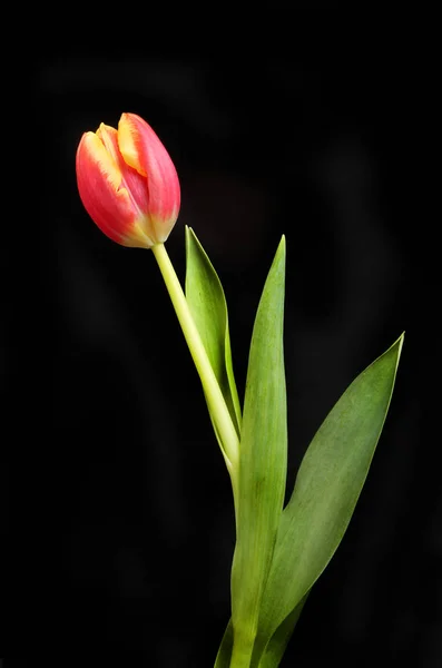 Цветок тюльпана и листва изолированы от черного — стоковое фото