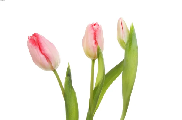 Цветы и бутон тюльпана — стоковое фото