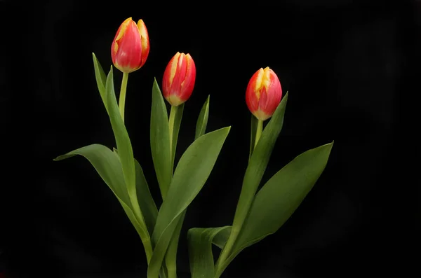 Tulipani contro nero — Foto Stock
