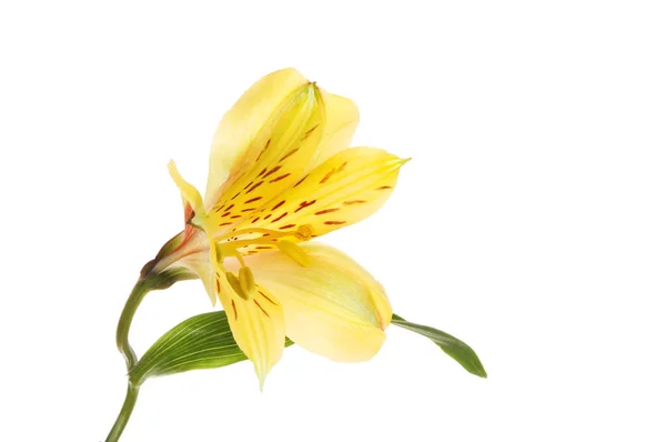 Gul alstroemeria blomma — Stockfoto