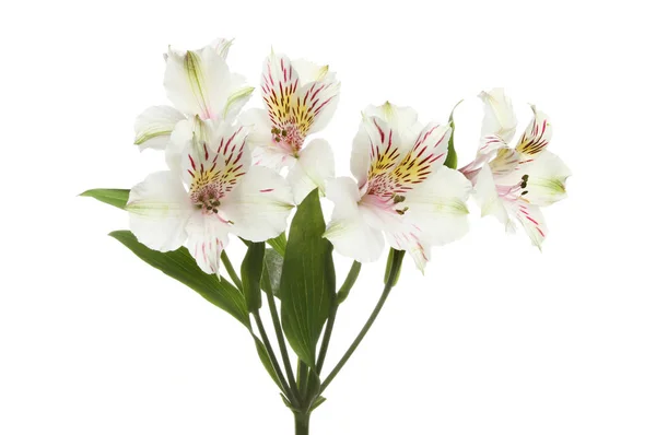 Bleke Alstroemeria bloemen — Stockfoto