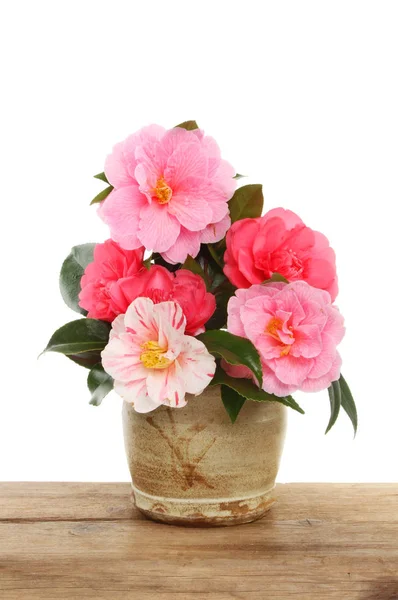 Camellia bloemstuk — Stockfoto