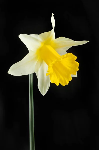 Narciso blanco y amarillo contra negro — Foto de Stock