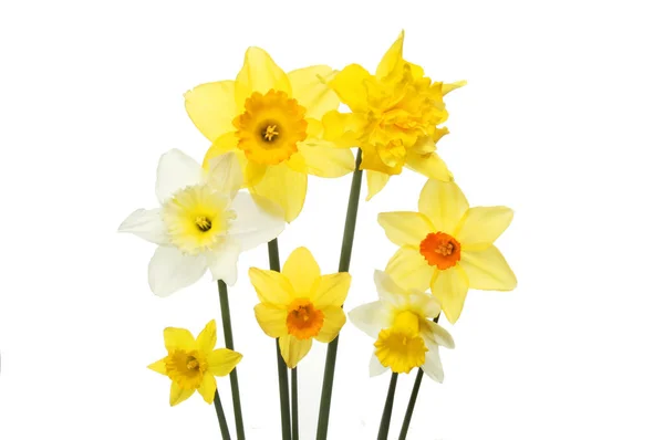 Selection of Daffodil flowers — Stock Photo, Image