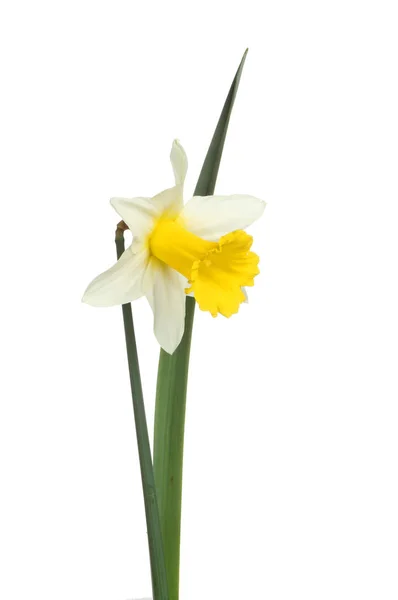 Narciso branco e amarelo — Fotografia de Stock