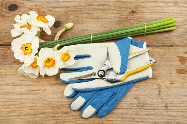 Geschnittene Narzissen Gartenschere und Handschuhe — Stockfoto