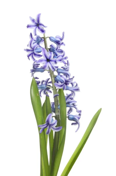 Flor de jacinto azul — Foto de Stock