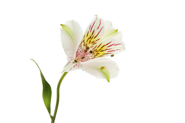 Pale Alstroemeria flower
