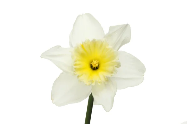 Narciso bianco con corona giallo pallido — Foto Stock