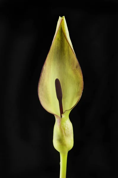Arum maculatum flower against black — Stock Photo, Image