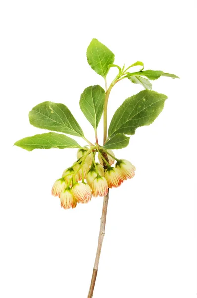 Enkianthus campanulatus பூக்கள் மற்றும் இலைகள் — ஸ்டாக் புகைப்படம்