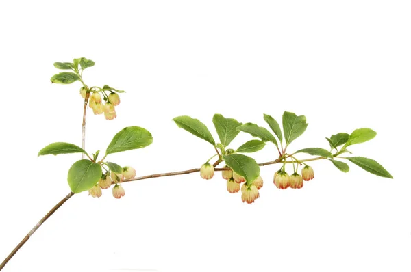 Enkianthus campanulatus fiori e fogliame — Foto Stock