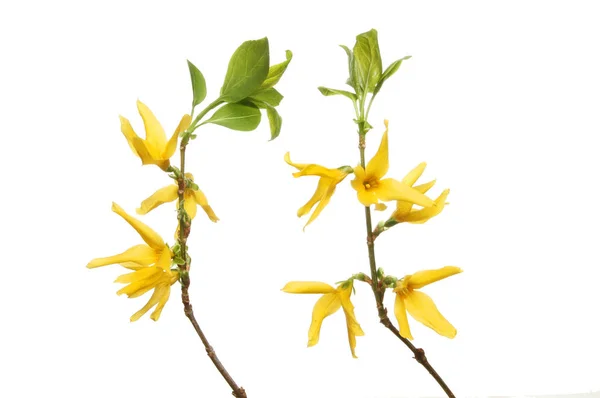 Forsythia flowers and leaves — Stock Photo, Image