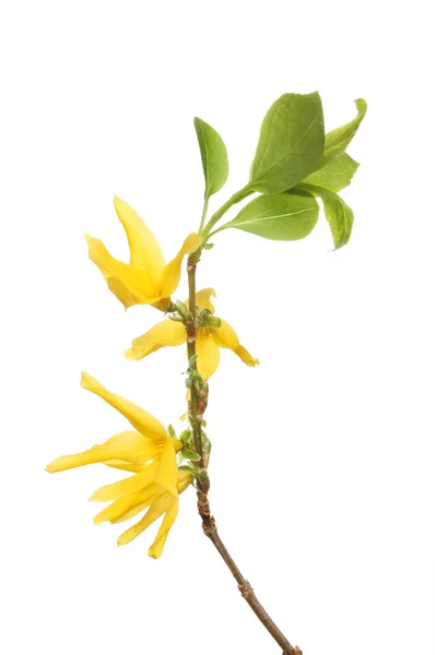 Forsythia flowers and leaves — Stock Photo, Image