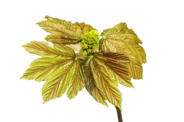 Świeże liście Jawor — Zdjęcie stockowe