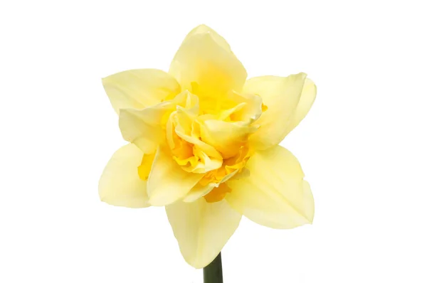 Frilly Daffodil flower — Stock Photo, Image