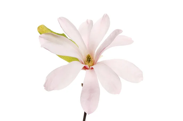 Magnolia stellata flower — Stock Photo, Image