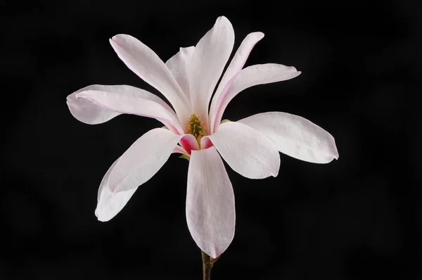 Magnolia stellata contro il nero — Foto Stock