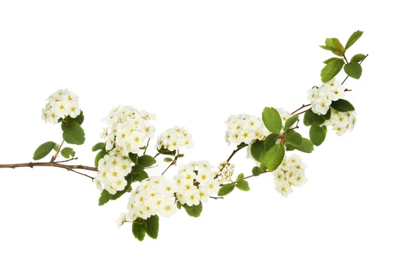 Spiraea japonica flowers — Stock Photo, Image