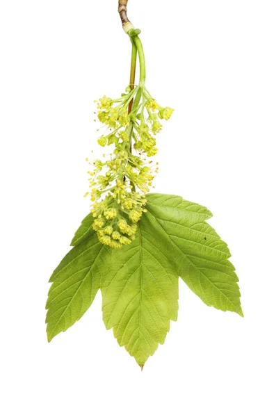 Sycamore blad och blomma — Stockfoto