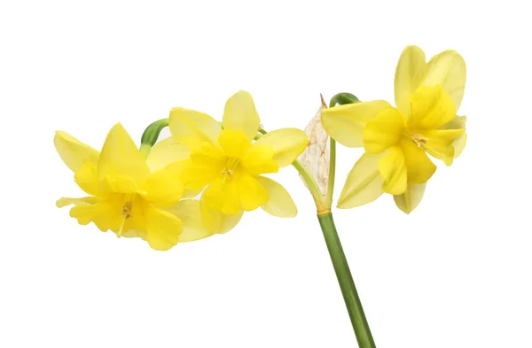 Triple headed Daffodil — Stock Photo, Image