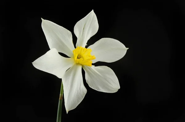 White Daffodil against black — Stock Photo, Image