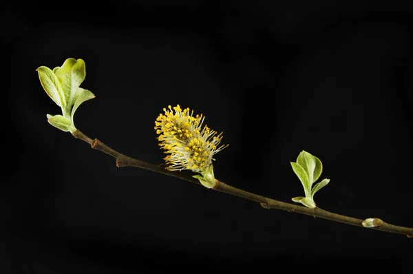 Pussy willow against black — Stock Photo, Image