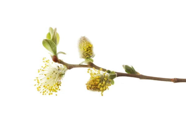 Pussy willow blossom — Stockfoto