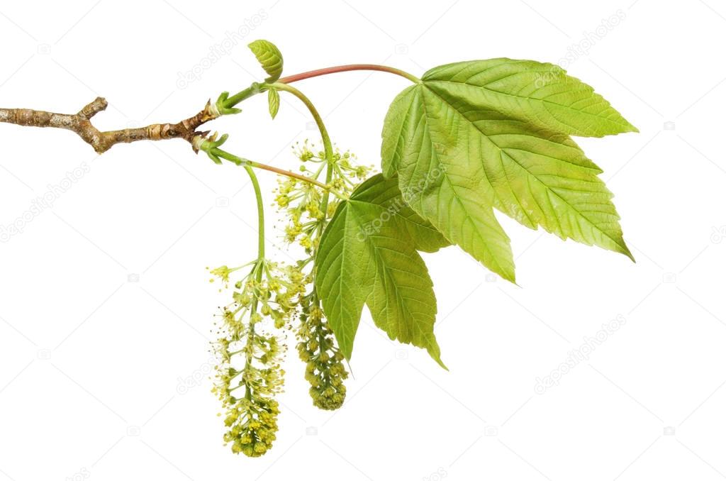 Sycamore leaves and flowers