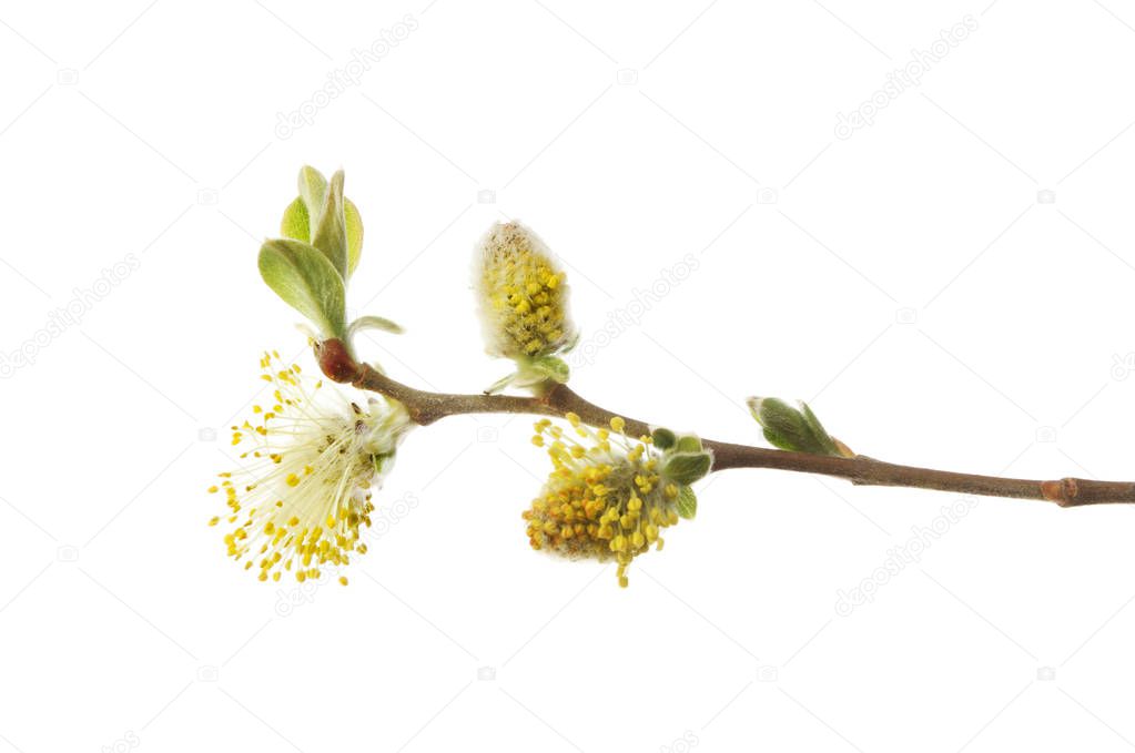 Pussy willow blossom