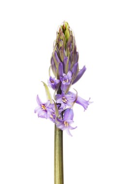 Bluebell çiçek tomurcuk