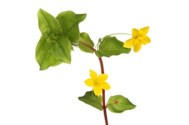 Sürünen-jenny kır çiçekleri