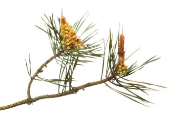 Kozalaklı çiçekler ve yapraklar