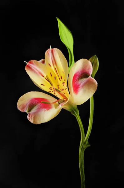 Alstroemeria flower against black — Stock Photo, Image