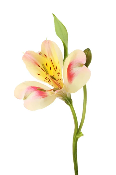 Flor de Alstroemeria vermelha e amarela — Fotografia de Stock