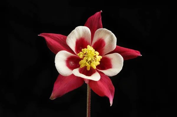 Aquilegia closeup λουλούδι — Φωτογραφία Αρχείου