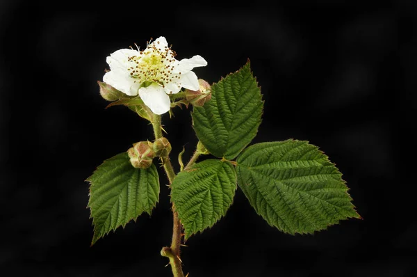 Blackberry flower and foliage — Stock Photo, Image